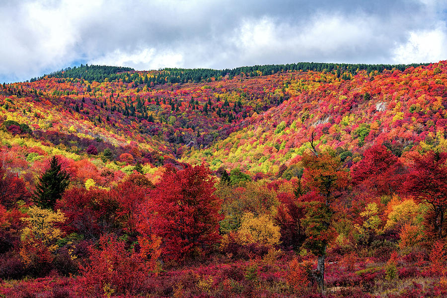 Unbelievable Blazing Autumn Colors Photograph by Dan Carmichael