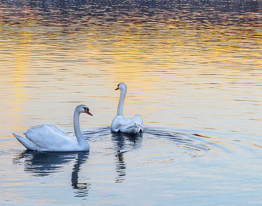 Unbound - Swans by Jeanne Jackson Unbound - Swans by Jeanne Jackson