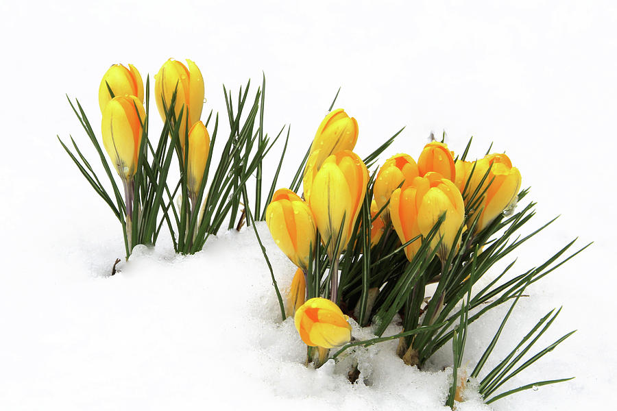 Flower Photograph - Under a Blanket of Snow by Debra Orlean