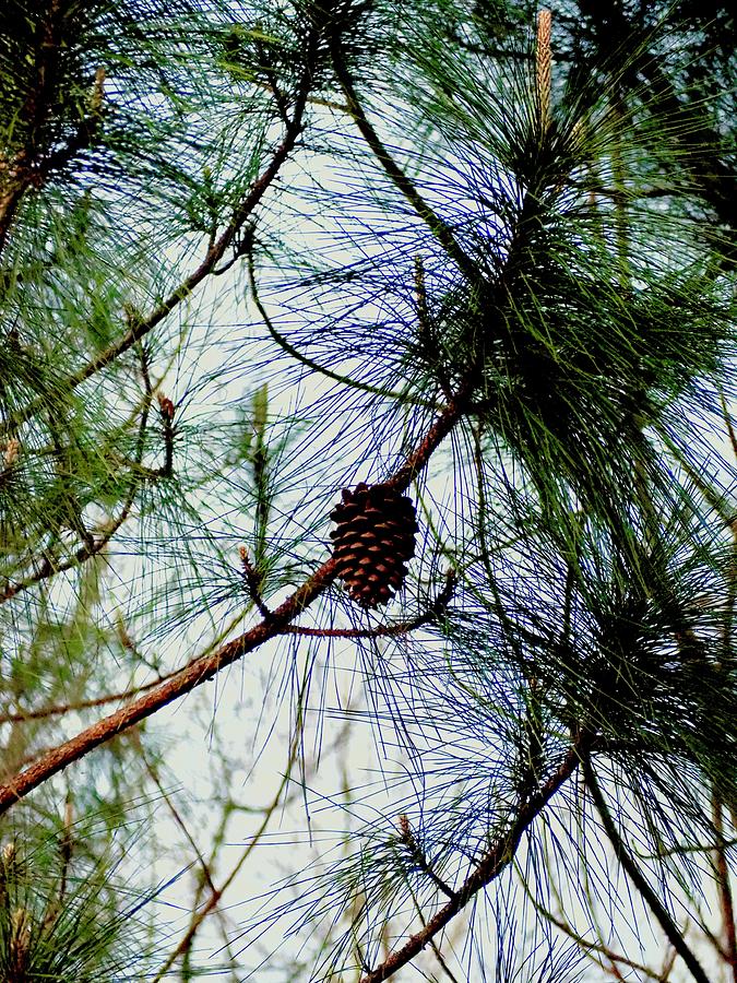 Under A Georgia Pine  Photograph by Alida M Haslett