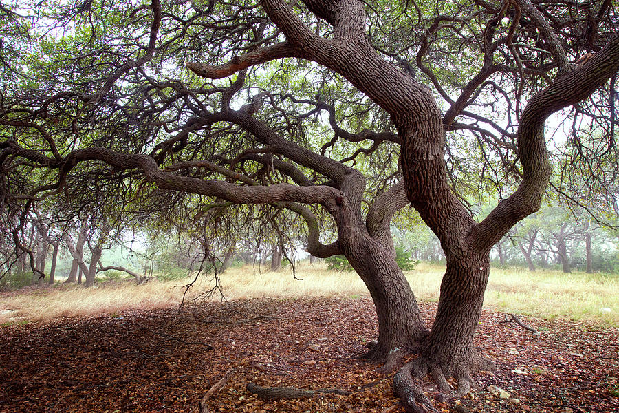 Under Canopy Of Texas Live Oak Photograph by Olga Melhiser Photography