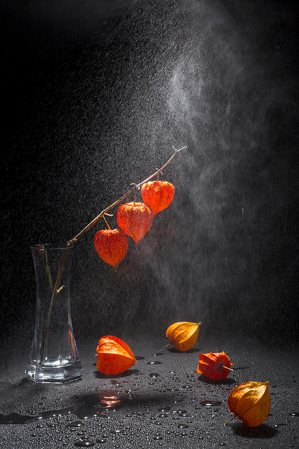 Still Life Photograph - Under Rain by Brig Barkow
