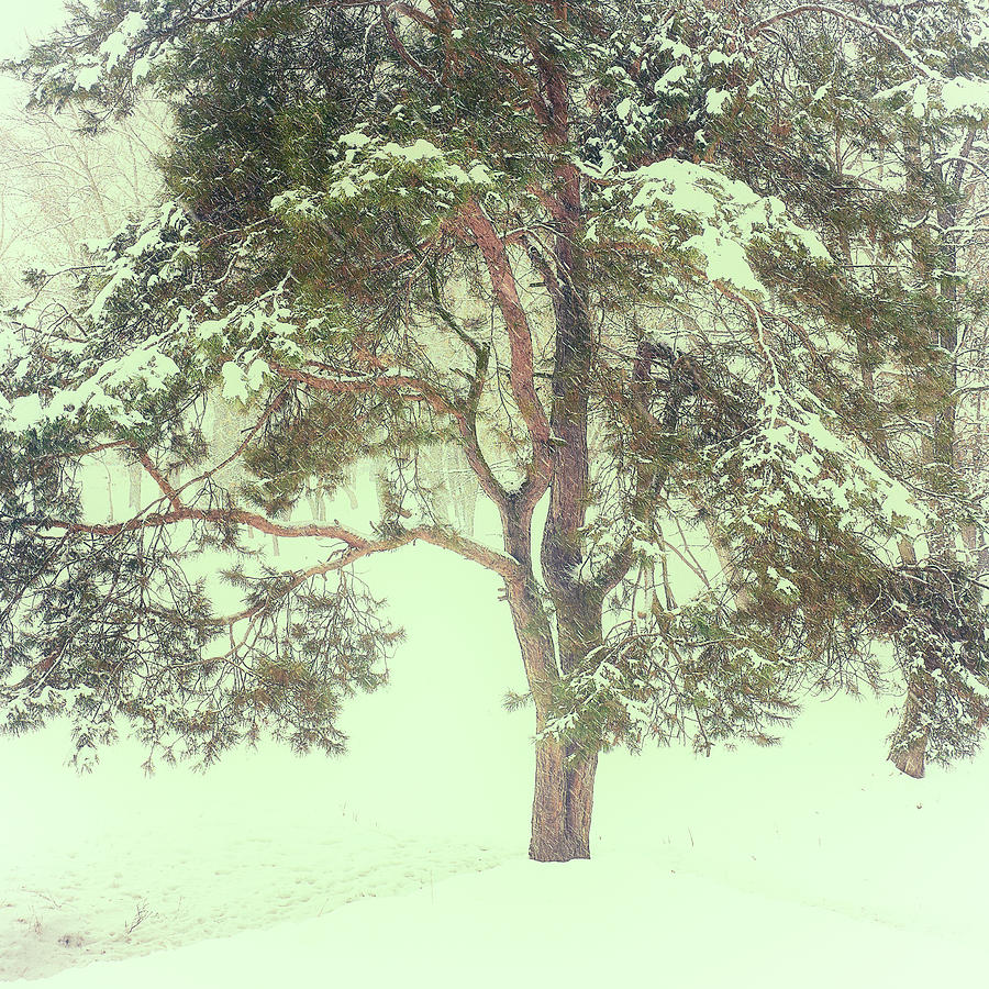Under snowstorm. Chernihiv, 2018. by Andriy Maykovskyi Under snowstorm. Chernihiv, 2018. by Andriy Maykovskyi