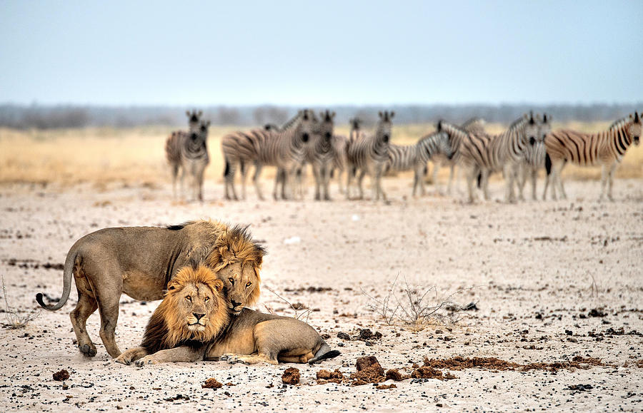 Lion Photograph - Under Surveillance by Giuseppe Damico