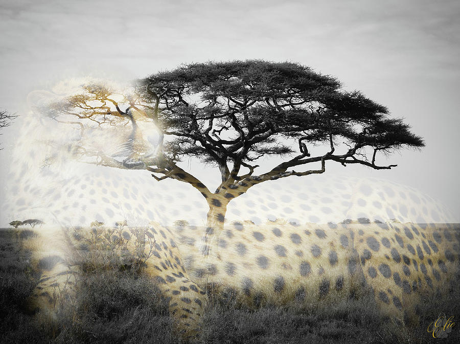 UNDER THE ACACIA by Elie Wolf UNDER THE ACACIA by Elie Wolf