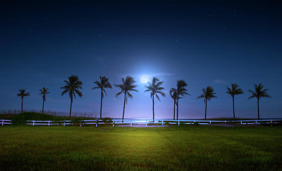 Under the Coconut Moon Photograph by Mark Andrew Thomas