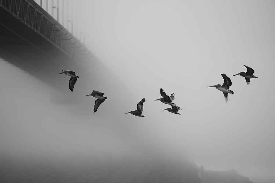 Wildlife Photograph - Under The Golden Gate by Robin Wechsler