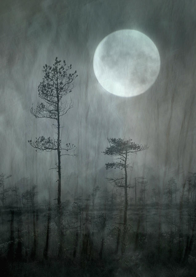 Tree Photograph - Under The Moon by Christina Silln