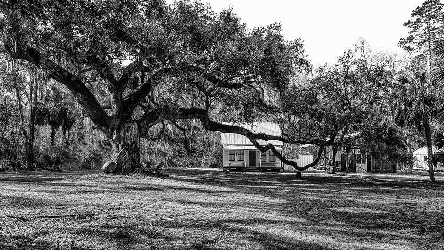 Under The Oak Photograph by Ray Silva