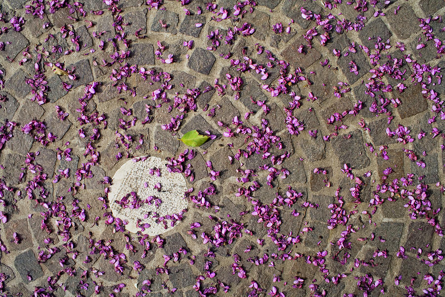 Under The Petals Photograph by Photo By Federico Patti© Under The Petals Photograph by Photo By Federico Patti©