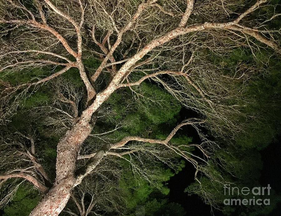 Under the Pines Menorca Digital Art by Dee Flouton