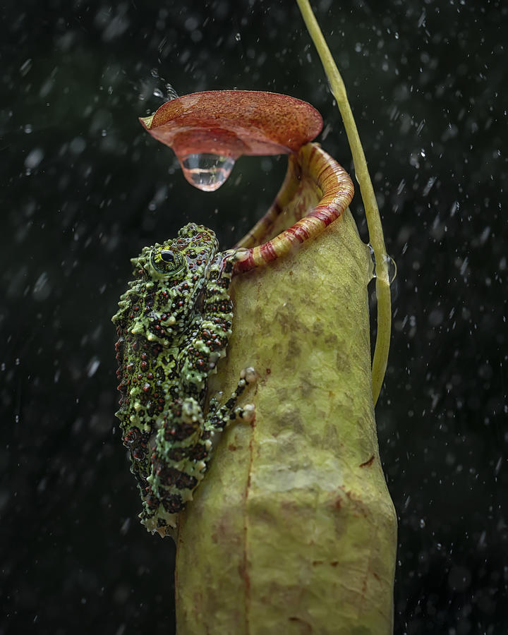 Nature Photograph - Under The Rain by Tantoyensen