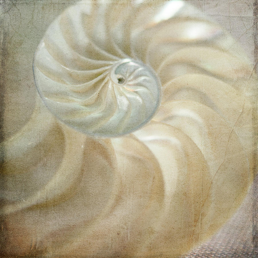 Shell Photograph - Under The Sea 01 by Lightboxjournal