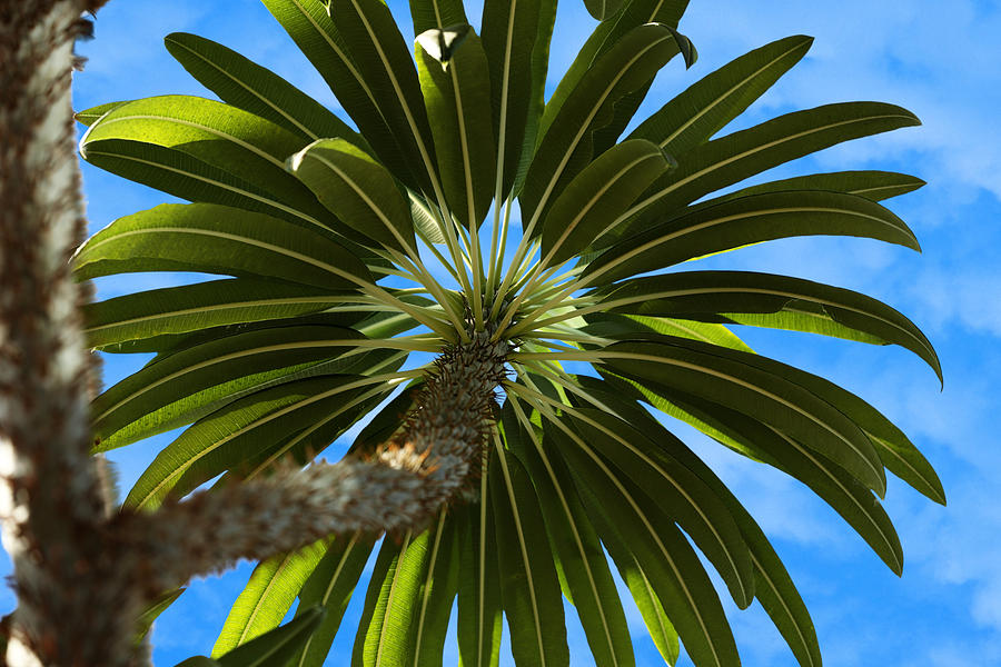 Under the Palm Tree by Debi Dalio Under the Palm Tree by Debi Dalio