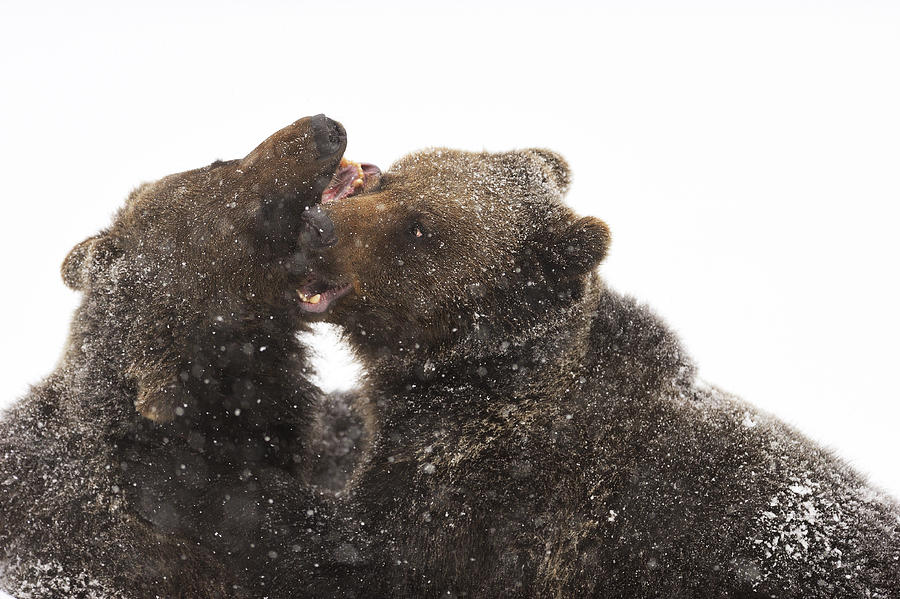 Wildlife Photograph - Under The Snowfall by Marco Pozzi