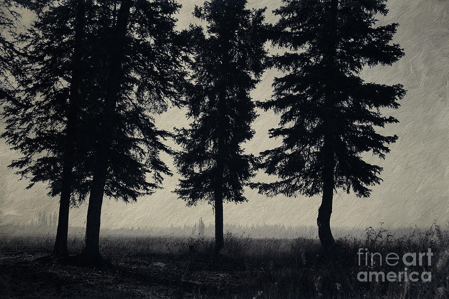 Under the spruce trees Photograph by Priska Wettstein