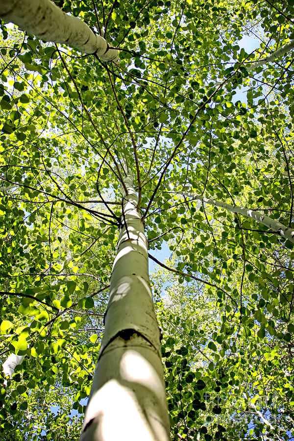 Under the Tall Aspens Photograph by Lincoln Rogers