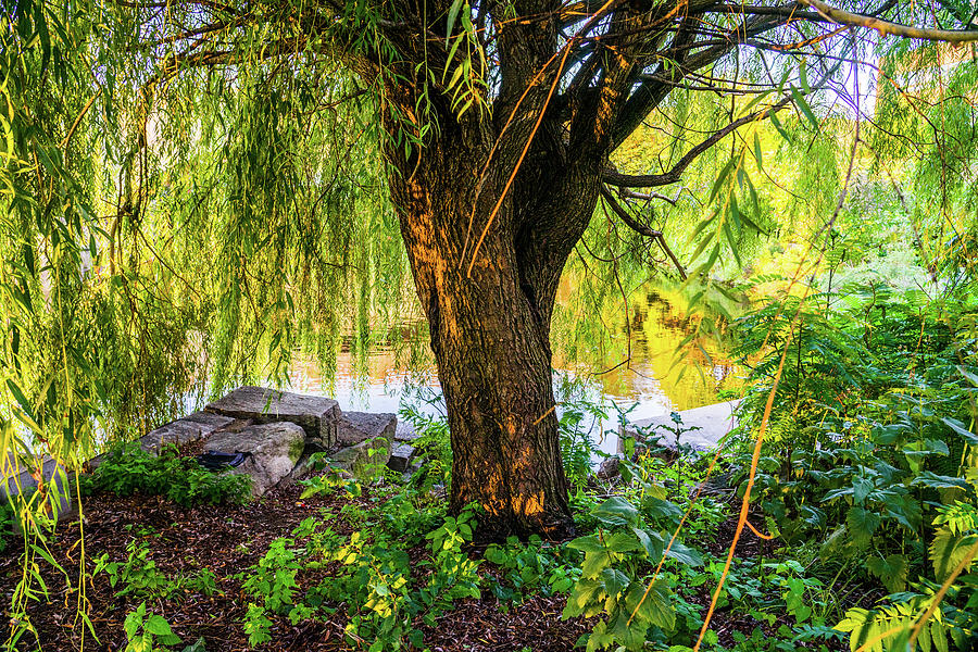 Under The Willow Photograph by DiGiovanni Photography