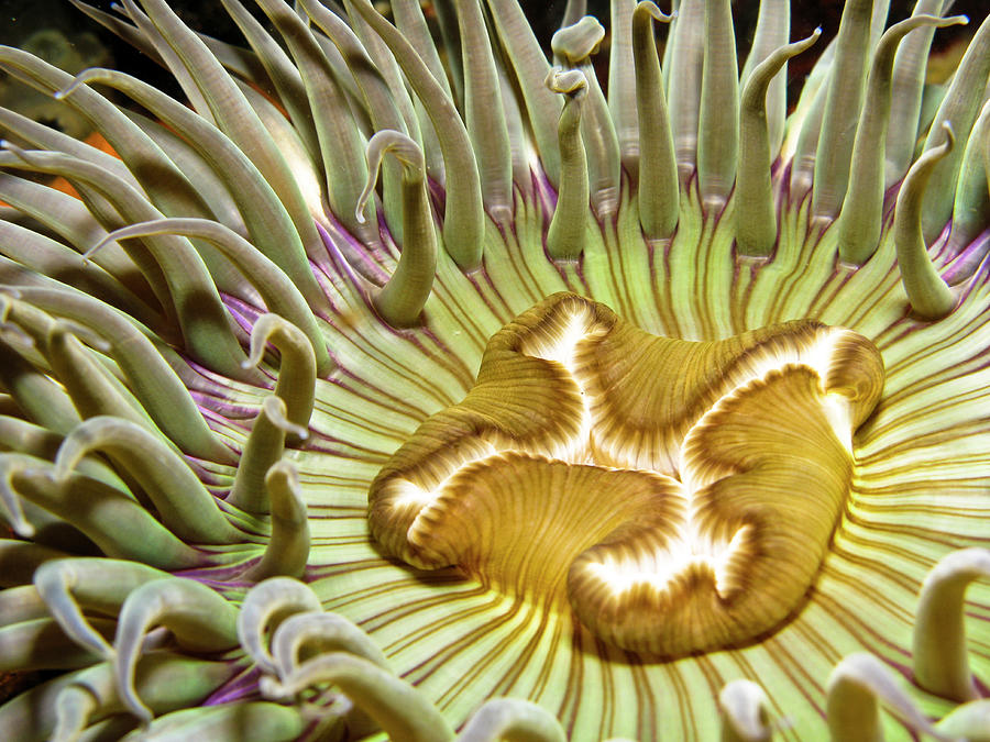 Under Water Anemone Photograph by Lucidio Studio, Inc.