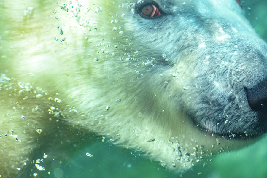 Under Water Polar Bear Photograph by Michelle Wittensoldner