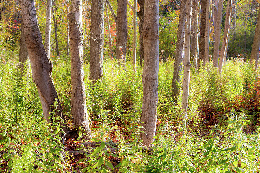 Undergrowth Photograph by Steven David Roberts Undergrowth Photograph by Steven David Roberts