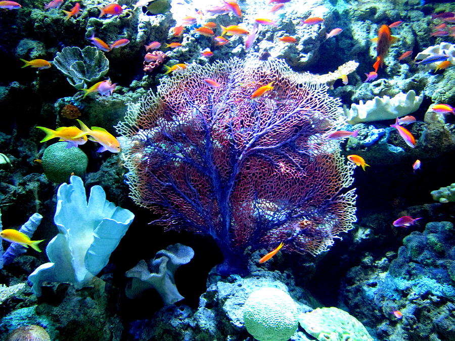 Undersea Wonder Photograph Photograph by Kimberly Walker