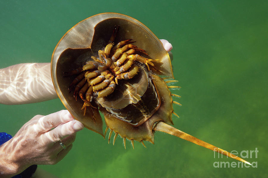 Underside Of Horseshoe Crab Photograph by Reinhard Dirscherl/science