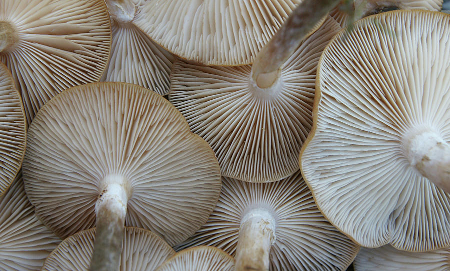 Underside Of Mushrooms Photograph by Gregory Adams