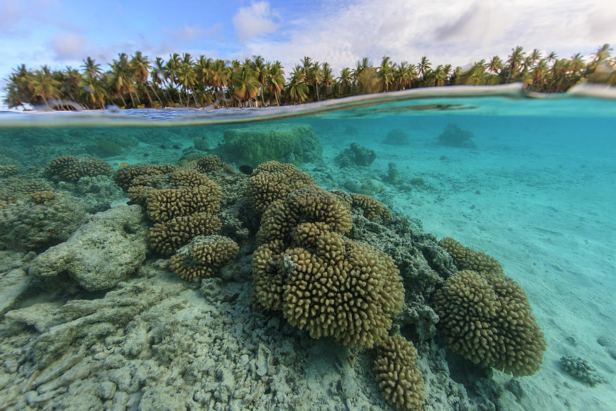 Wildlife Digital Art - Underwater And Surface Level View Of Coral Reef At Palmerston Atoll, Cook Islands by Richard Robinson