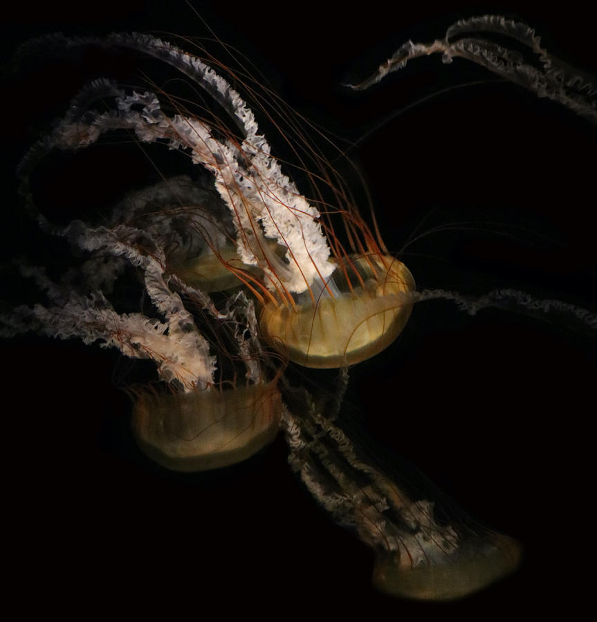 Animal Photograph - Underwater Ballet by Robin Wechsler