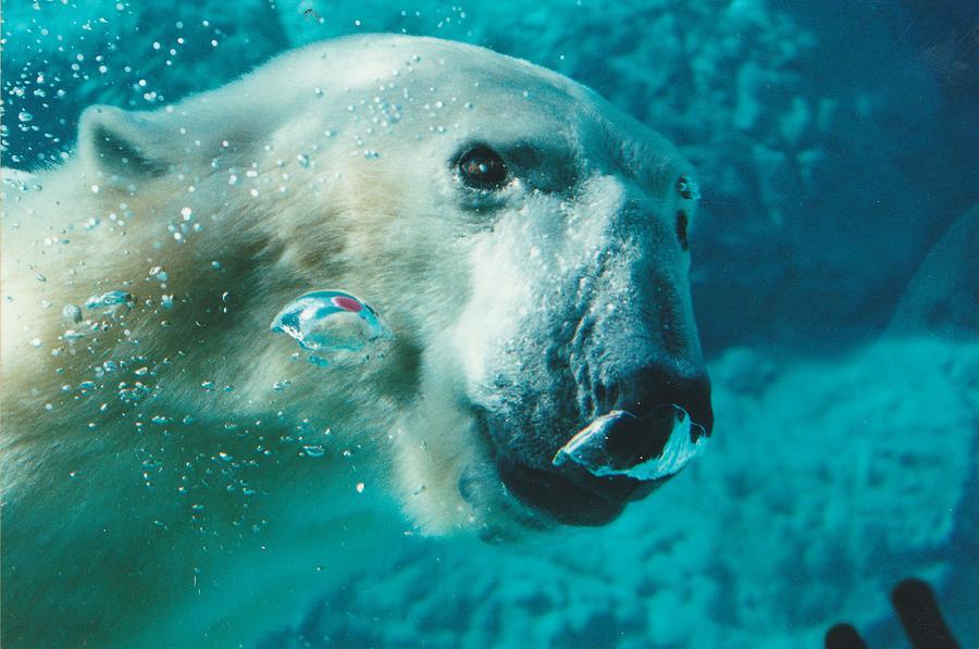 Underwater Bear Photograph by Lois Tomaszewski