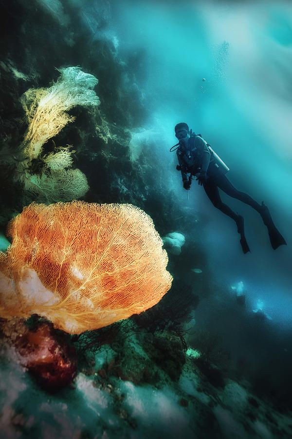 Underwater Beauty Photograph by Johannes Oei