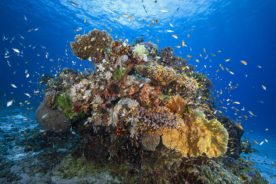 Underwater Biodiversity Photograph by Barathieu Gabriel