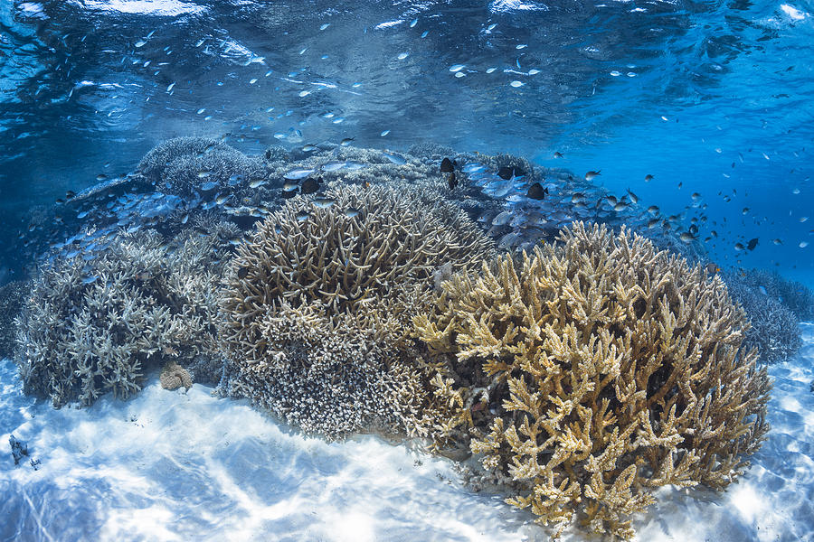 Fish Photograph - Underwater Bush by Barathieu Gabriel