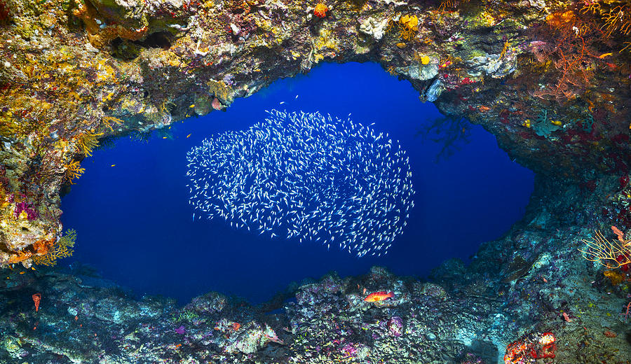 Fish Photograph - Underwater Cave by Barathieu Gabriel