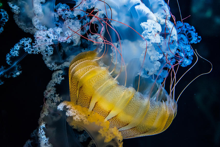 Animal Photograph - Underwater Dancer by Renata Lacina