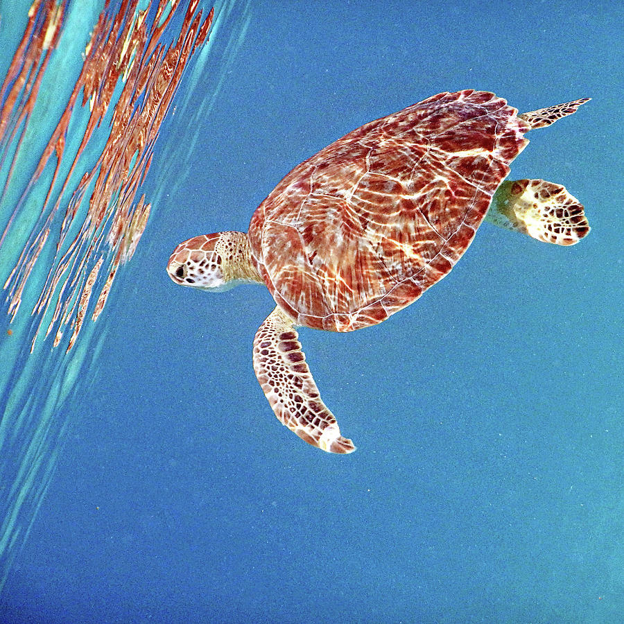 Turtle Photograph - Underwater Depths II by Kathy Mansfield