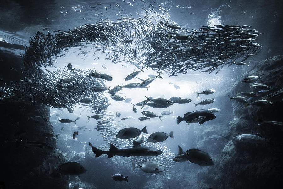 Underwater Exploration Photograph by Takashi Suzuki