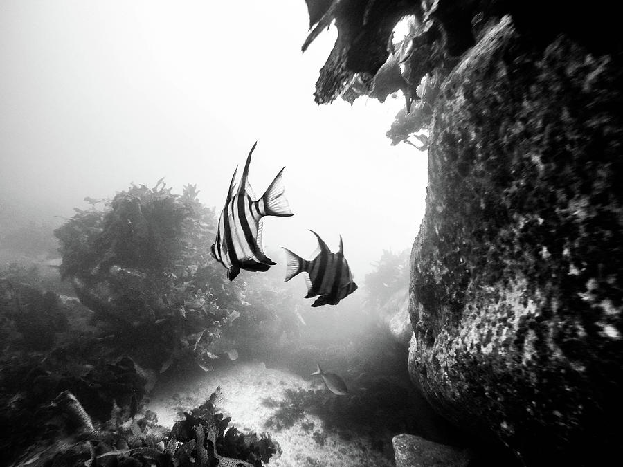 Underwater Fish by Carlene Smith Underwater Fish by Carlene Smith