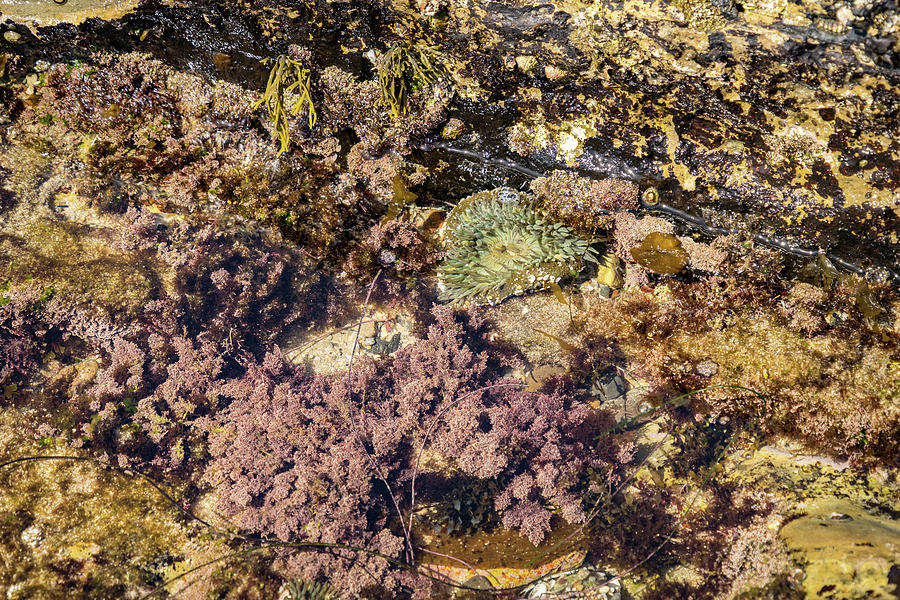 Underwater Garden - Green Sea Anemones and Multicolored Seaweed  Photograph by Georgia Mizuleva