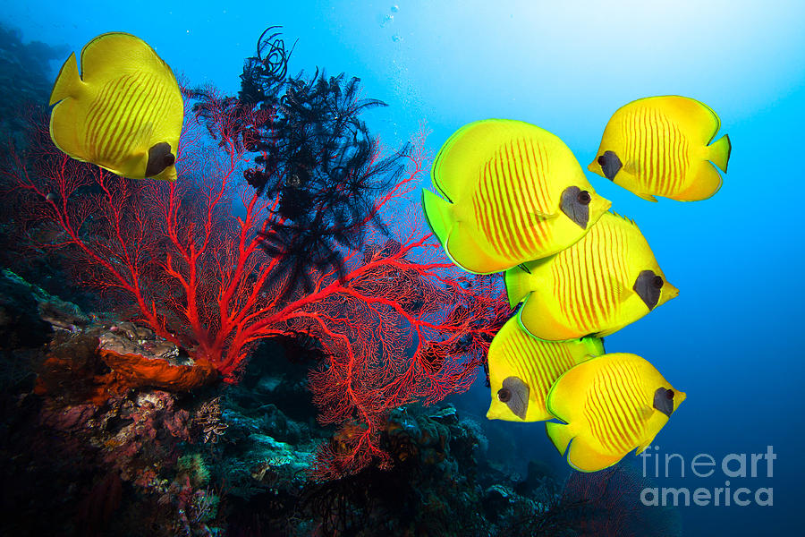 Beauty Photograph - Underwater Image Of Coral Reef And by Frantisekhojdysz Beauty Photograph - Underwater Image Of Coral Reef And by Frantisekhojdysz