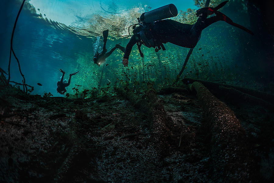 Underwater Jungle Photograph by Jennifer Lu