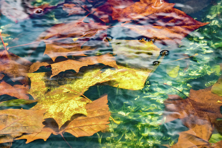 Underwater Leaves Photograph by Michelle Wittensoldner