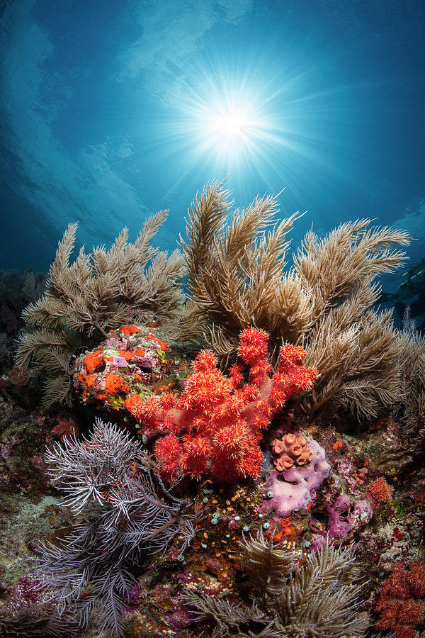 Coral Photograph - Underwater Life by Barathieu Gabriel