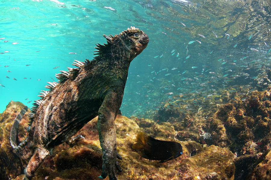 Underwater Marine Iguana Photograph by Tui De Roy