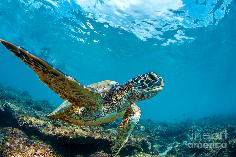 Loggerhead Photograph - Underwater Marine Wildlife Postcard. A by Willyam Bradberry Loggerhead Photograph - Underwater Marine Wildlife Postcard. A by Willyam Bradberry