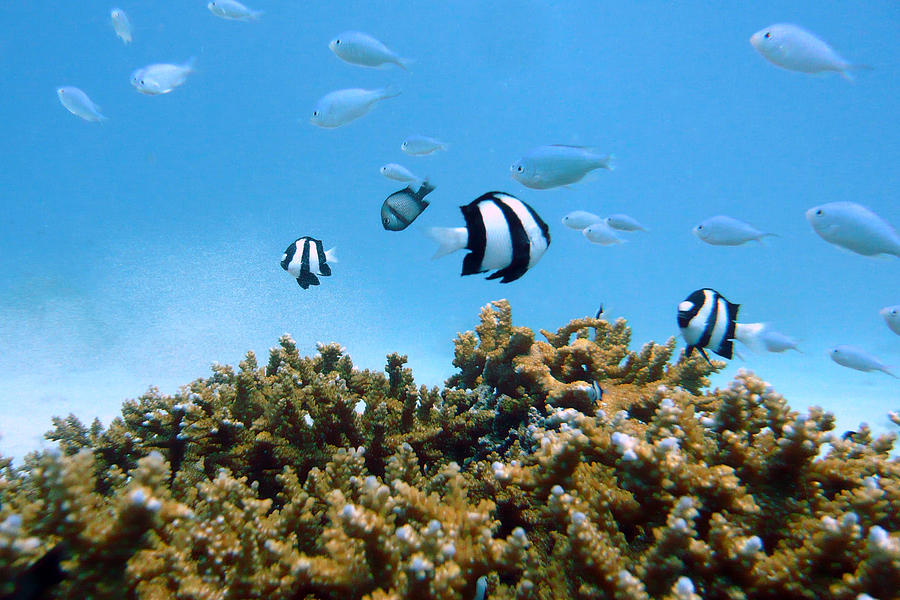 Underwater Okinawa Photograph by Takau99