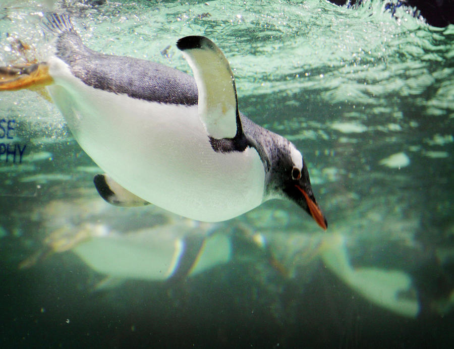 Underwater Penguin Photograph by Werxj