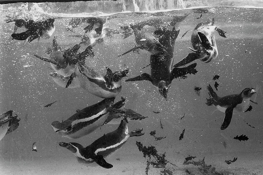 Underwater Penguins Photograph by Terry Disney