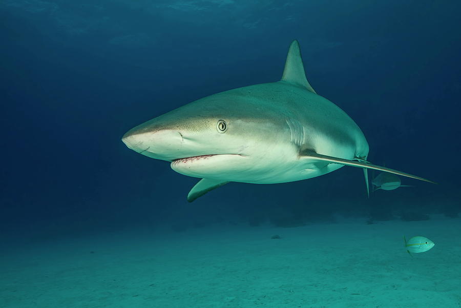Underwater Portrait Of Reef Shark Above Seabed, Tiger Beach, Bahamas